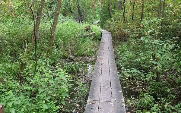 Bild im Wald Dein Weg Bild im Wald Dein Weg